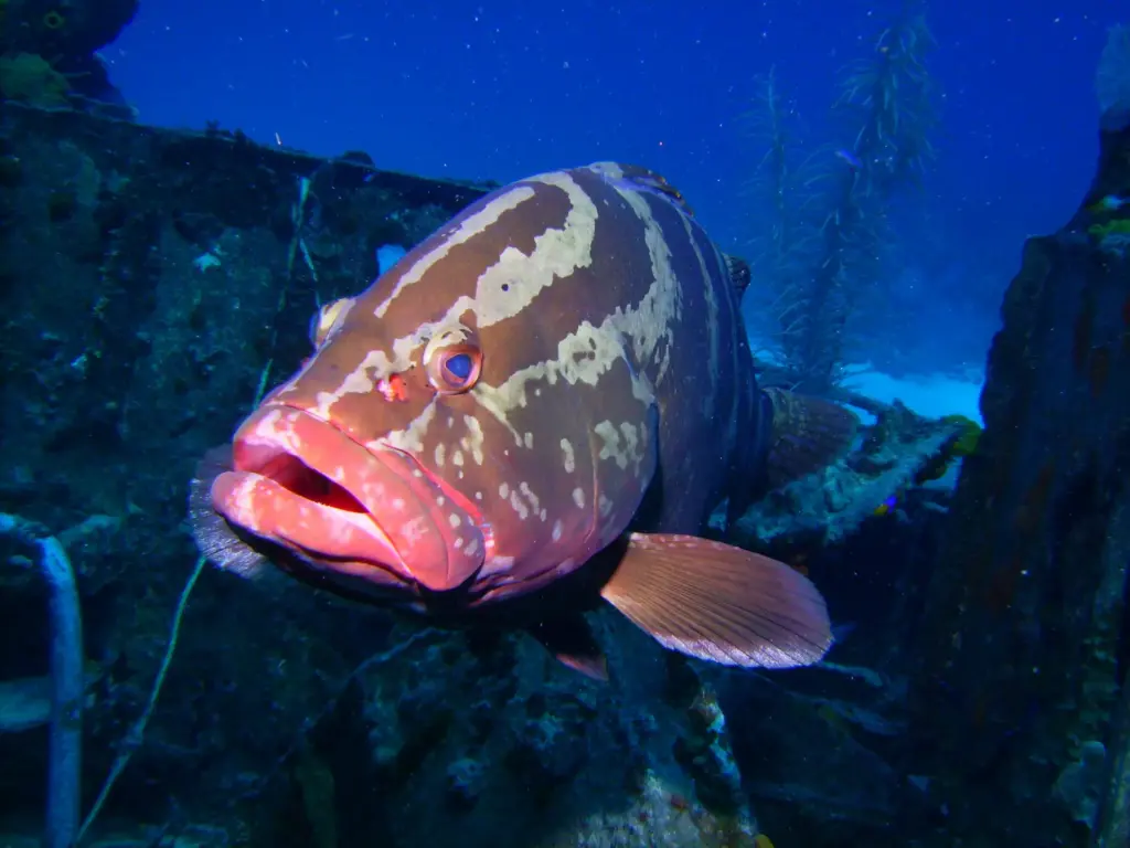 How Does Climate Change Affect Fisheries?