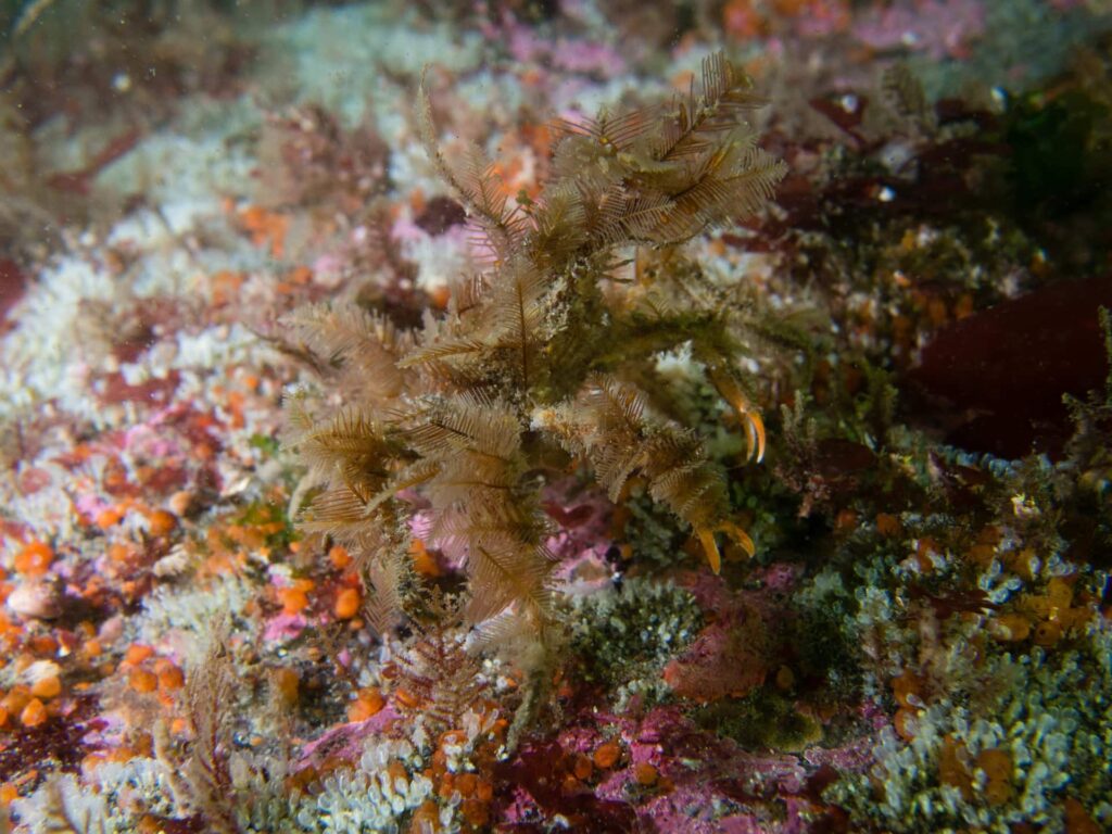 Master of Disguise: The Decorator Crab